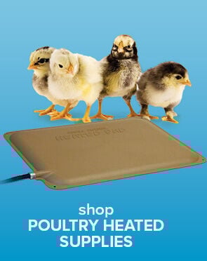 Shop Poultry Heated Supplies